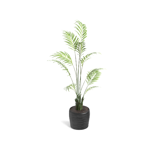Greenry Areca Palm Tree